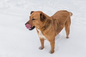 Himalayan Dog Chews for Long Lasting and Satisfying Chewing