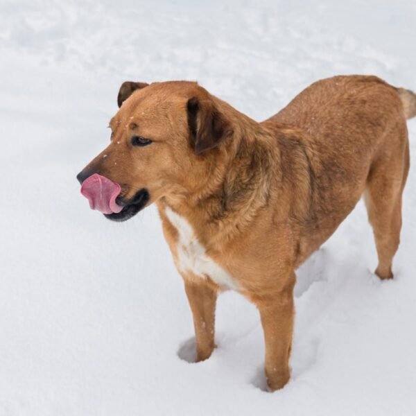 Himalayan Dog Chews for Long Lasting and Satisfying Chewing